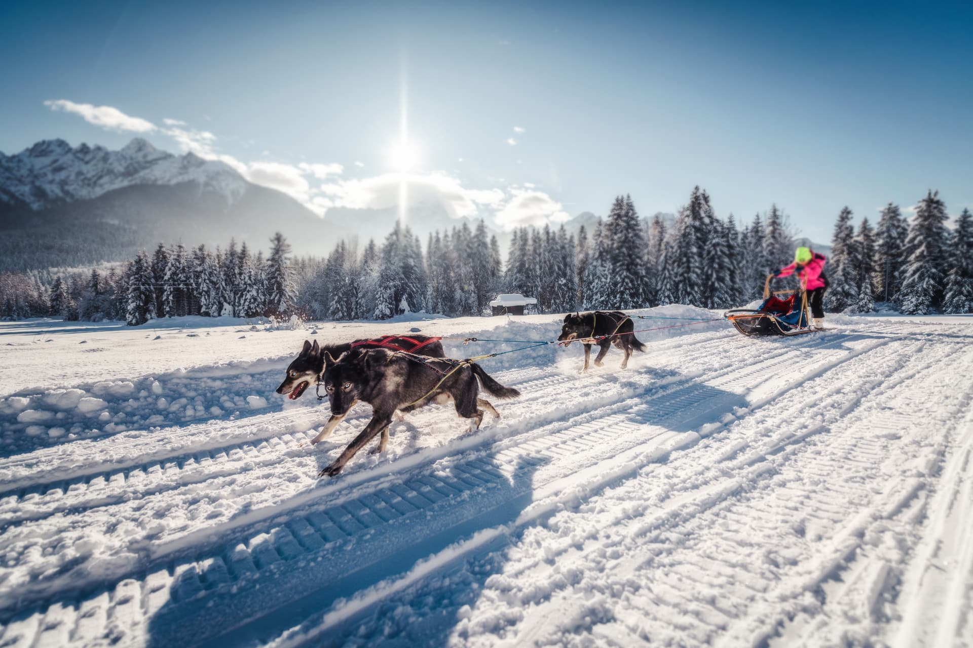 Salen dog sledding